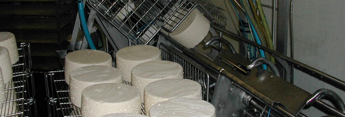 L'étape du piquage dans la fabrication du fromage