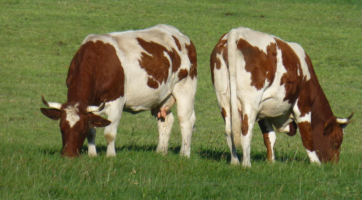 vache fromages d'auvergne